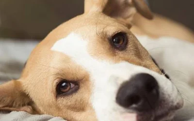 5 причин появления розовых пятен на теле у собаки