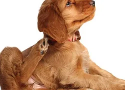 5 причин развития атопического дерматита у собак
