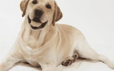 5 причин развития мастита у собак