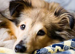 5 причин развития пиометры у собак