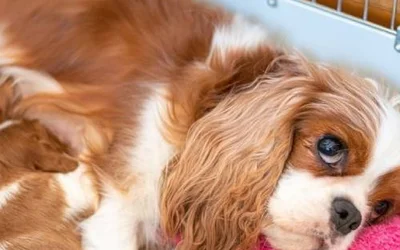 5 причин развития послеродовой эклампсии у собак