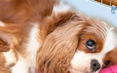 Послеродовая эклампсия у собак - наиболее распространенные причины