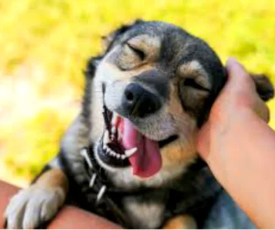 Основные 5 ранних признаков гипертиреоза у собак