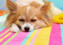 5 симптомов бронхита у собак