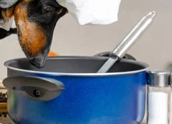 5 симптомов отравления собаки поваренной солью