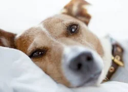 5 симптомов пиометры у собак