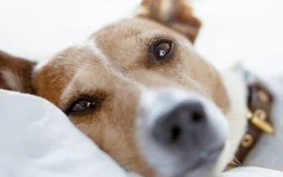 5 симптомов пиометры у собак