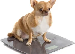 5 советов по профилактике ожирения у собаки