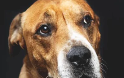 6 причин возникновения у собаки поноса с кровью