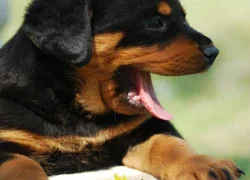 6 распространенных причин кашля у собак