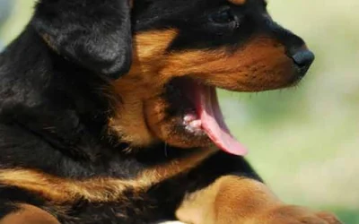 6 распространенных причин кашля у собак