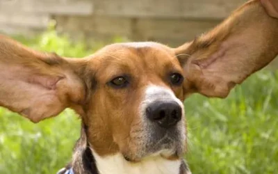 7 причин неприятного запаха из ушей у собаки