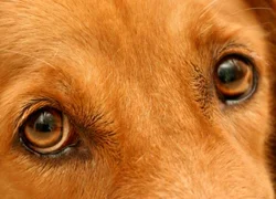 7 причин развития язв на роговице у собаки