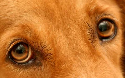 7 причин развития язв на роговице у собаки