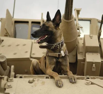 Собаки военные
