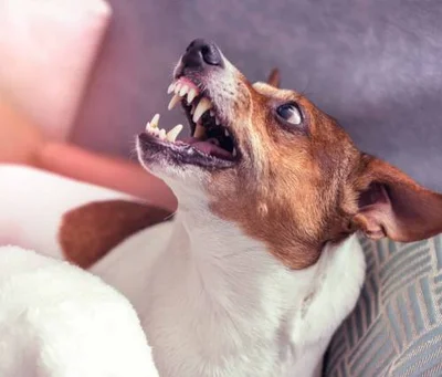 Причины агрессии собаки на приеме у ветеринара