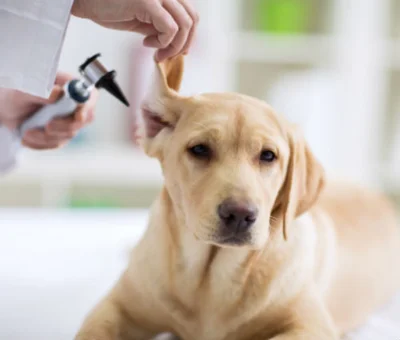 Причины возникновения аллергического отита у собак