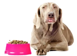 Аллергия на корм у собак