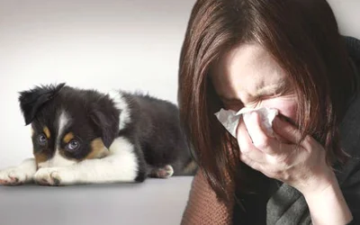 Аллергия на собаку как проявляется