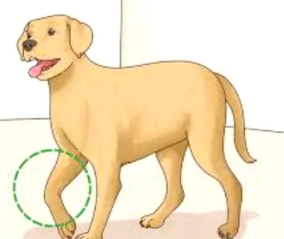 Симптомы артроза у собак