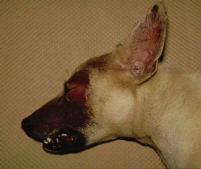 Симптомы и диагностика болезни Ауески у собак