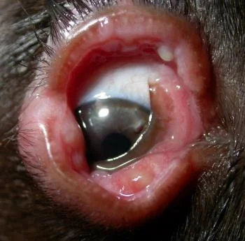 Симптомы болезни у собак и их лечение