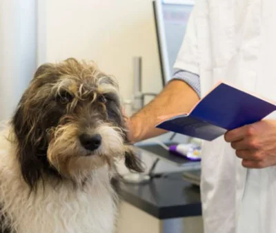 Распространенные болезни почек у собак и их лечение