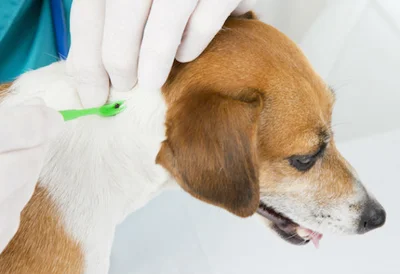 С целью профилактики болезни Лайма у собак, необходимо проведение мер предосторожности