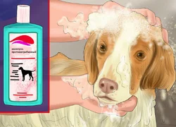Чем лечить грибок у собаки на коже
