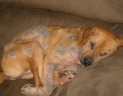 Лечение черных пятен на коже собаки