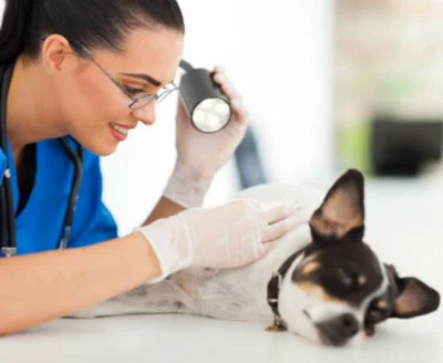 Лечение черного акантоза у собак