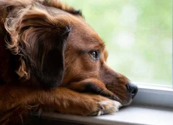 Депрессия у собак
