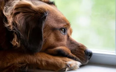 Депрессия у собак