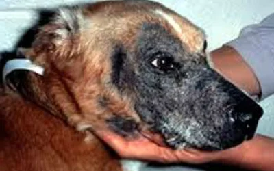 Дерматофитоз у собак