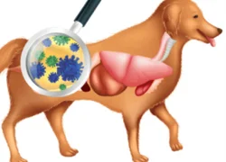 Дисбактериоз у собаки симптомы и лечение