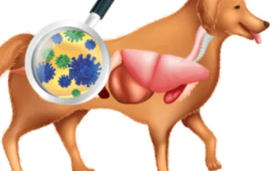 Дисбактериоз у собаки симптомы и лечение