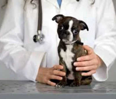 Диагностика и лечение энтерита у собак