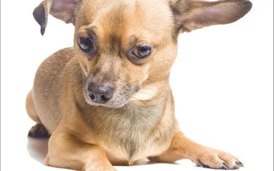 Гематома уха у собаки