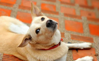 Гиперплазия предстательной железы у собак лечение