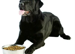 Гипоаллергенный корм для собак