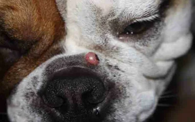 Гистиоцитома кожи у собак