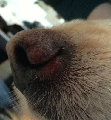 Причиной сухого носа у собаки и повышения температуры тела, может быть травма