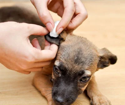 Правила чистки ушей собаке в домашних условиях