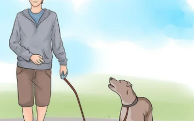 Как гулять с собакой