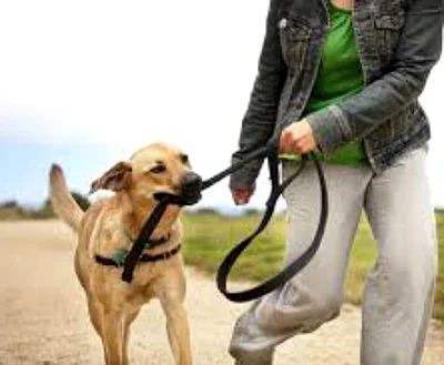 Как правильно выгуливать собаку