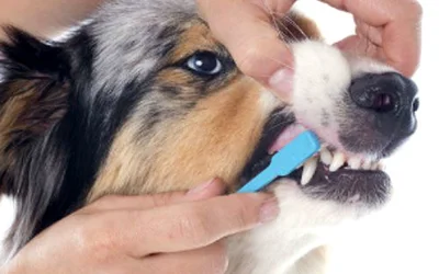 Как почистить зубы собаке в домашних условиях