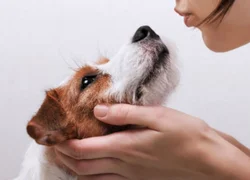 Как показать собаке свою любовь