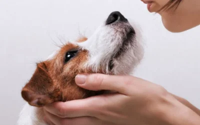 Как показать собаке свою любовь