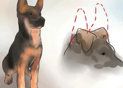 Как поставить уши щенку