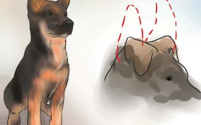 Как поставить уши щенку